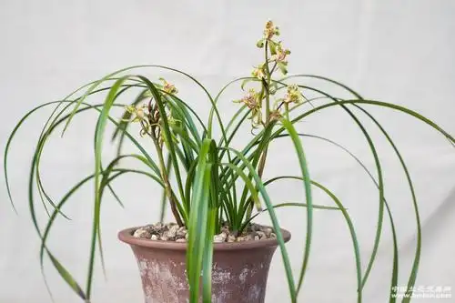 我的2020蕙兰紫砂星