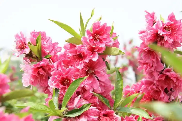 长虹公园碧桃园的碧桃花盛开!