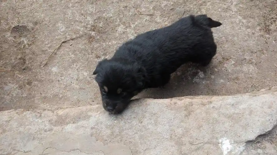 黑色四眼 农家小土狗 中华田园犬 刚满月 健康活泼 寻主人 更新狗母亲