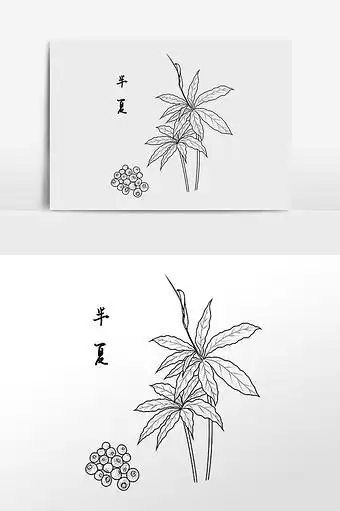 线描中草药中药材半夏插画图片下载