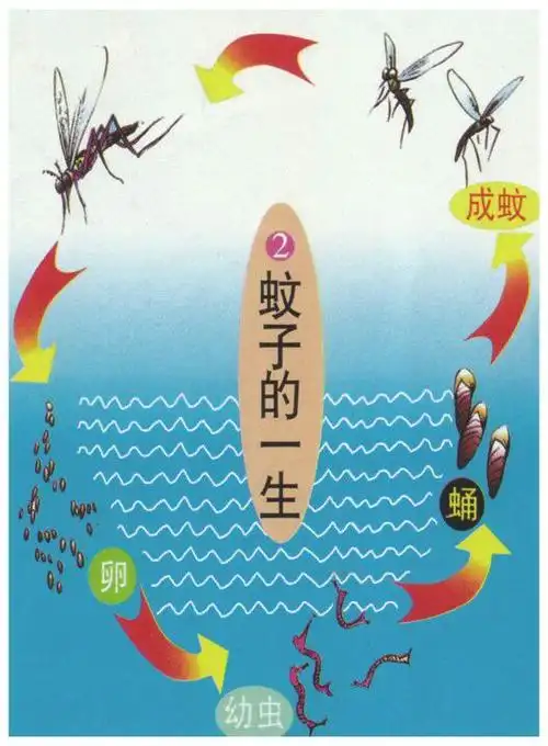 消灭蚊子 预防疾病