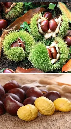 丹东特产东港鲜板栗大规格4斤包邮_千集网