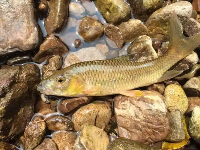 最爱钓清水鱼都是溪鱼中的极品