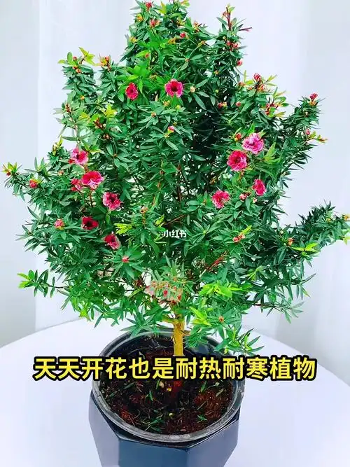 四季开花耐寒耐热花卉木本花卉