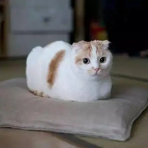 猫咪最喜欢的揣肉球的动作,到底意味着什么,并不是只是卖萌