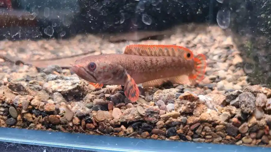 温江自提巧克力七彩雷龙