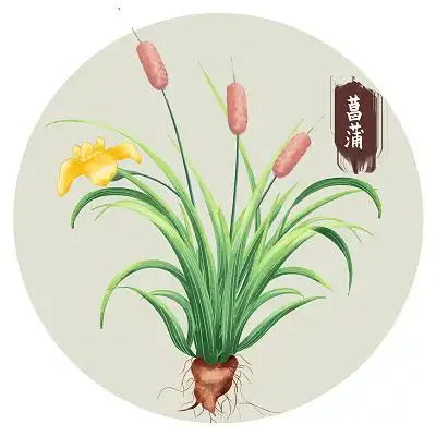 手绘菖蒲中草药医药元素材料采药元素