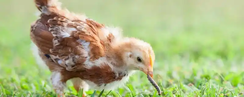 小鸡怎么在草地上捉虫子小鸡吃什么虫子