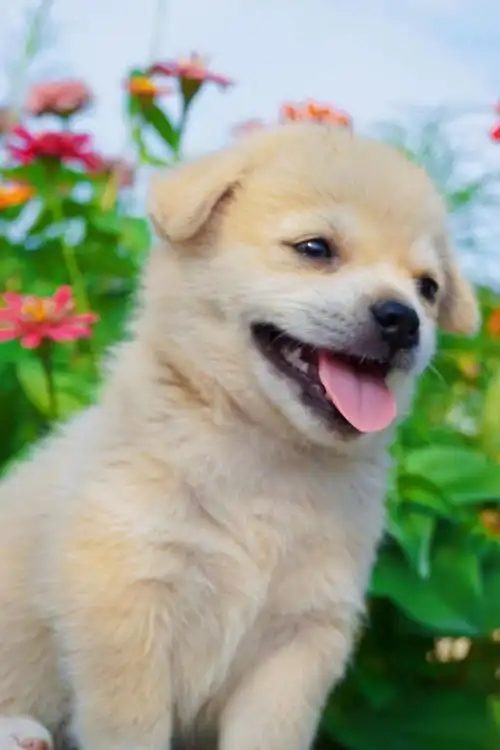 又土又奶小土奶狗真的超级可爱5555