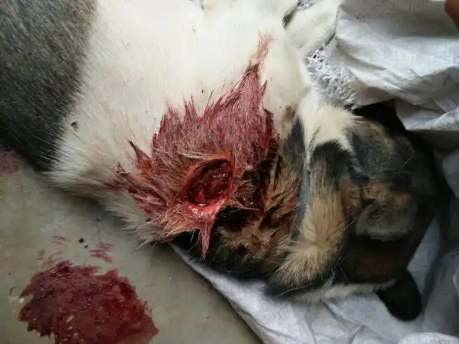 我家狗狗被别人家的狗给咬了很严重现在都站不了怎么办
