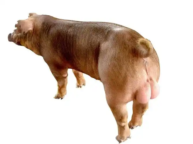 种公猪的精细饲养管理方法和经验有哪些?