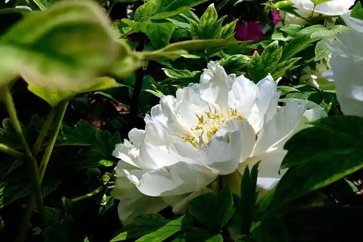 丹凤牡丹花,又称为洛阳牡丹,是中国珍贵花卉,具有极高的观赏价值,丰富