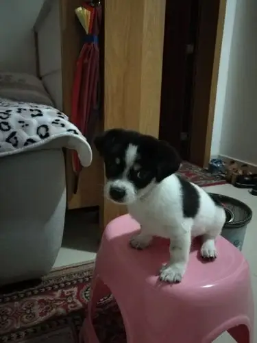 我家狗狗是黑白毛的,是串串狗吗?十个月重十斤还能长大吗?