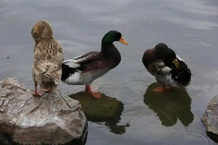 欣赏古人名诗佳句,观赏鸭群戏水景象———济南百花洲鸭群随拍
