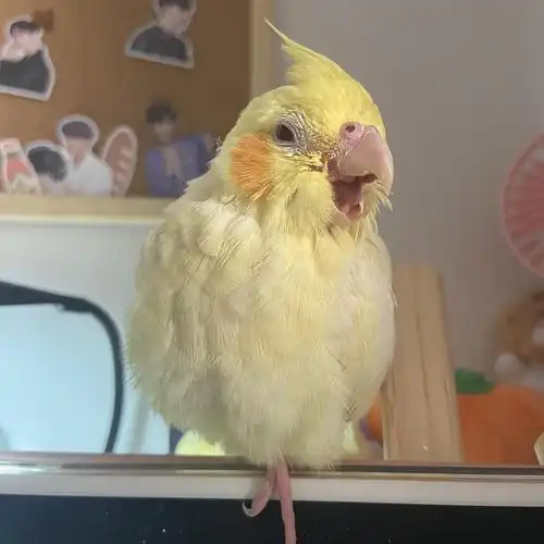 家里可爱的腮红鸡