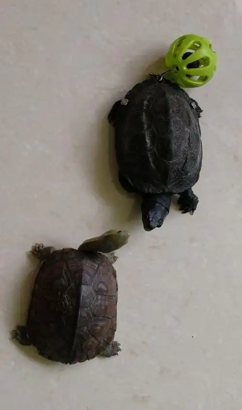 小石龟(青龟)成长录