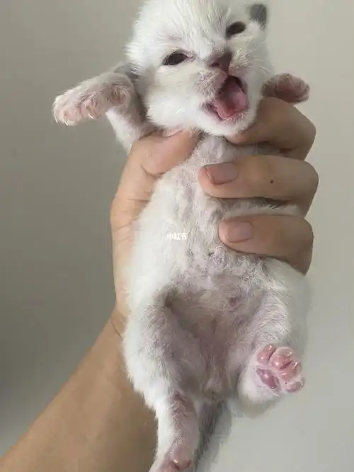 刚出生的布偶猫