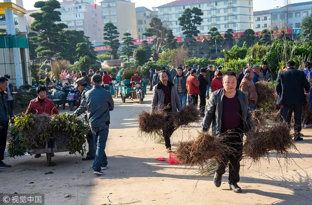浙江金华:新春时节苗木交易市场人头攒动 销售火爆_新浪看点