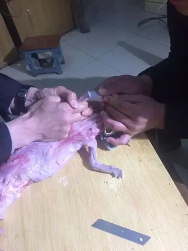 标本的制作流程(扒皮之现场演示)