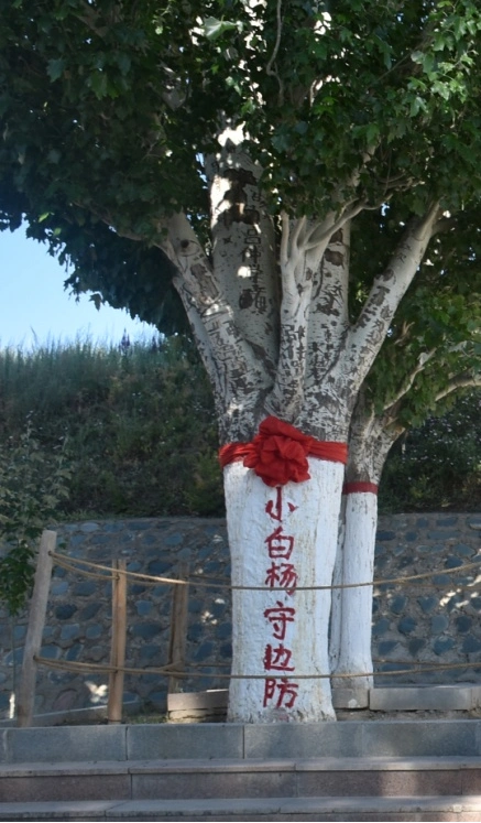 还记得那棵小白杨吗?
