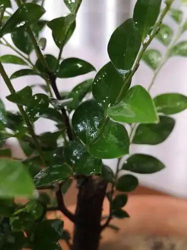 小叶紫檀叶特写.