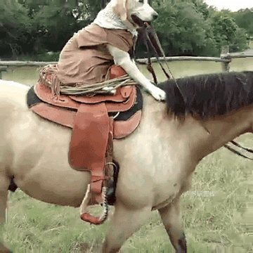 汪星人马儿搞笑滑稽gif动图_动态图_表情包下载_soogif