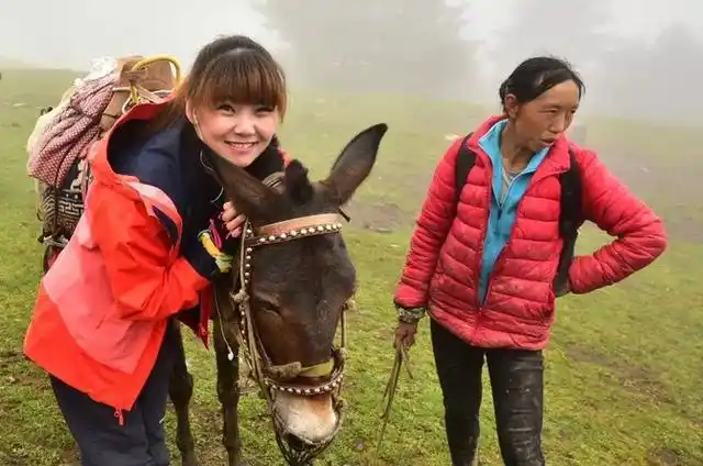 哈巴雪山,只为纯净的灵魂而盛开|丽江|虎跳峡|四姑娘山|大峡谷_网易