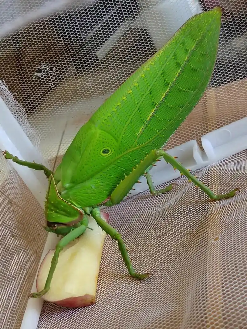 巨拟叶螽,产地西双版纳,最大的螽斯科鸣虫,叫声像小鸟!