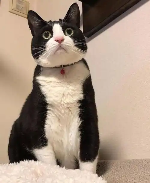 奶牛猫,一种颜值忽高忽低的存在,你养的猫是什么样子的?