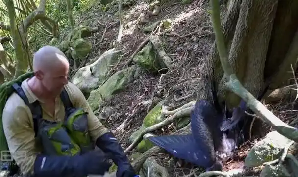 巴西蛇岛每平方米5条蛇,一家五口上岛守灯塔惨遭灭门