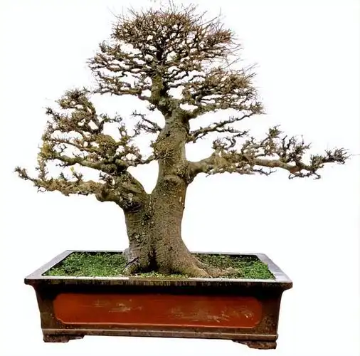 朴树盆景快速成形新技巧!