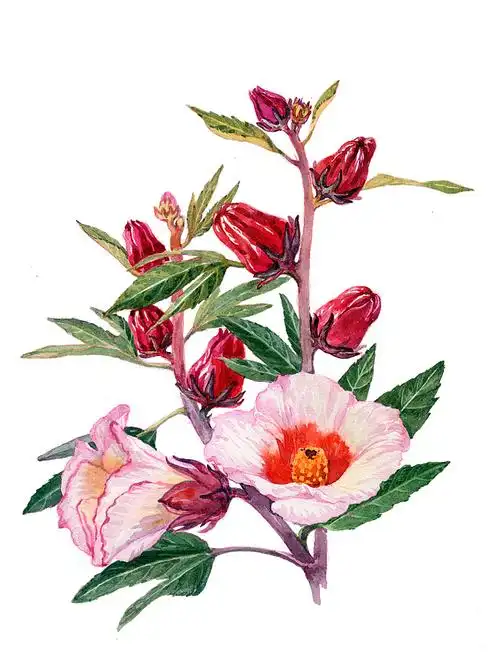 几种植物花卉的水彩画步骤