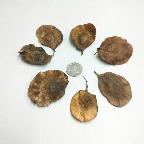 精选印度紫檀林木小叶紫檀木种子檀香紫檀树种子易种四季播种花籽 2粒