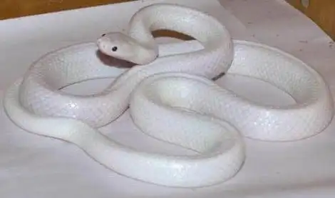 近日澳洲北领地野生动物园分享了一条蛇,纷纷引起众人膜拜,因为这条蛇