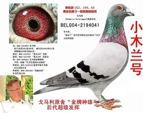 图集如电脑般聪慧的顶级鸽系电脑戈马力