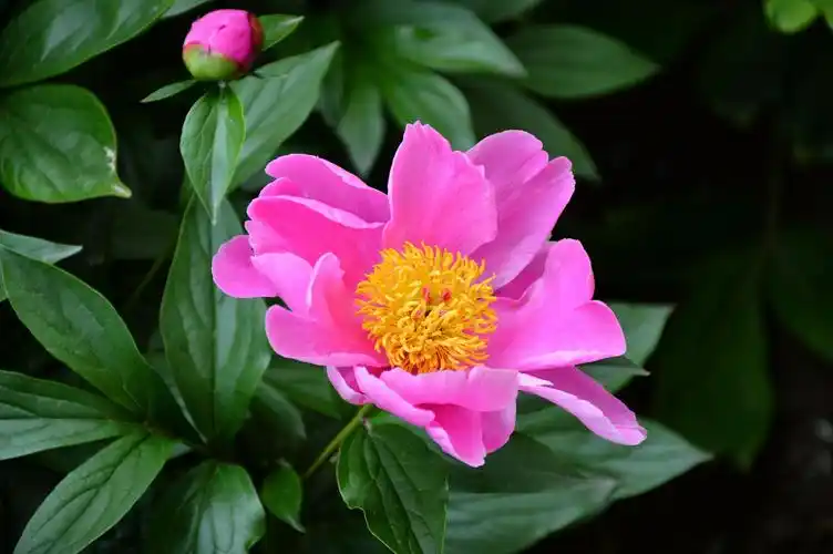 粉色芍药花图片第9张