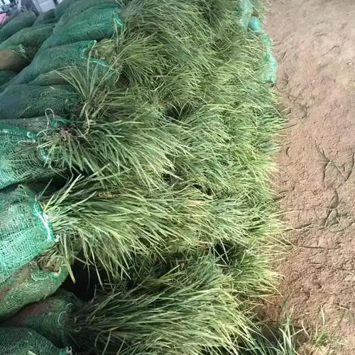 绿化苗花坛篱笆沿边植物青叶耐寒植物麦冬草四季常青 500斤中叶麦冬草