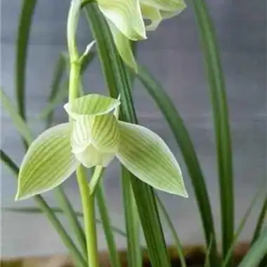 莲瓣兰素花名品雪人35壮苗1花苞