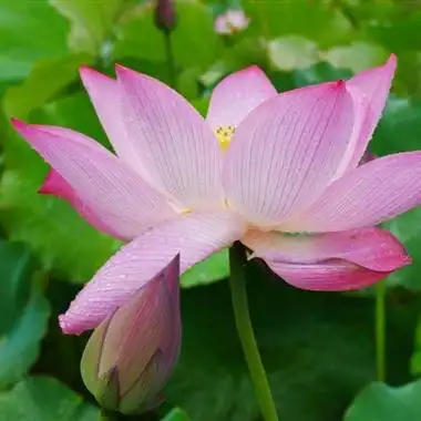 荷花微信头像 出淤泥而不染的荷花图片