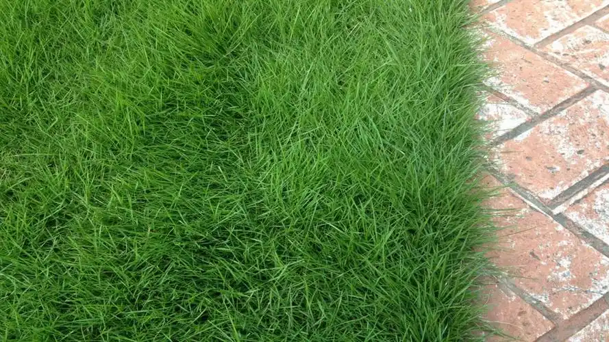 简单易懂的马尼拉草种子种植方法及养护管理技巧