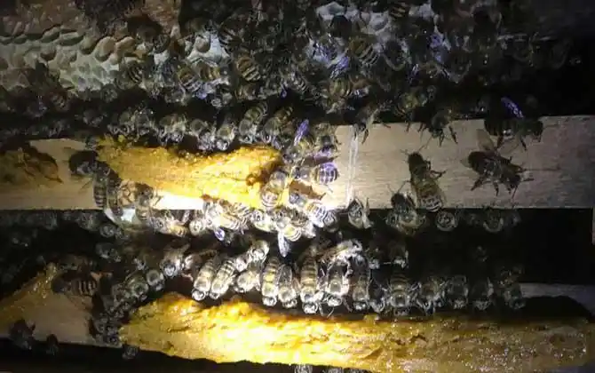 中蜂有哪些病虫害