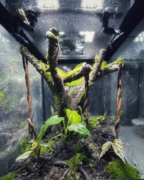 雨林缸开缸半个月