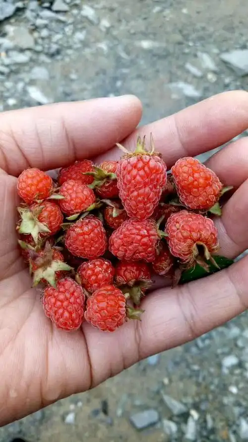 这个代表童年记忆的野果子你还记得吗你哪里叫什么