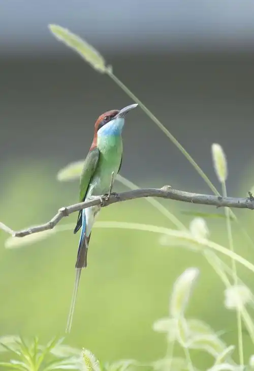 1883_2746竖版 竖屏