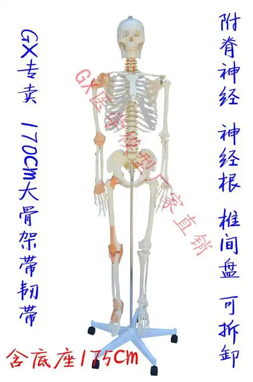 gx真人大小骨架模型人体骨骼170cm175cm医用推拿其他模型玩具