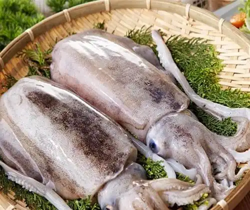 你还在苦苦分不清鱿鱼,墨鱼,八爪鱼吗?