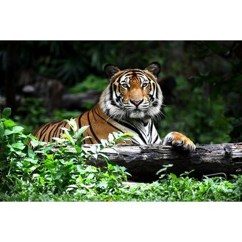 老虎画动物海报森林之王猛虎图十二生肖虎自粘墙贴挂画装饰画定制