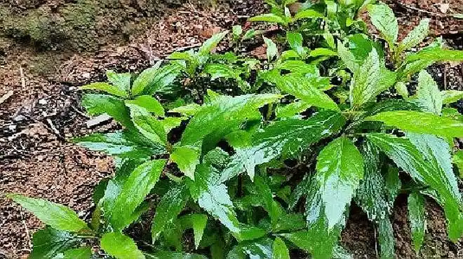 农村常用的消肿草泽兰