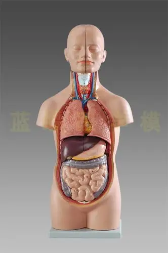 教学仿真小躯干模型50cm人体解剖医学12部件内脏器官心脏医患标本