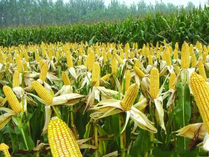 这是玉米田的玉米,是不是很鲜艳呢?